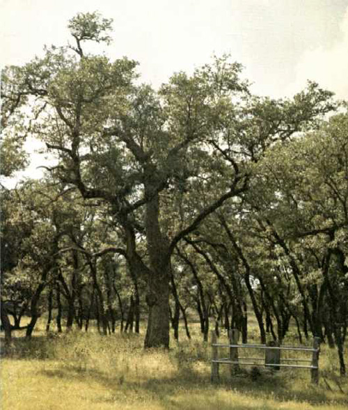 Hangman's Oak-1969